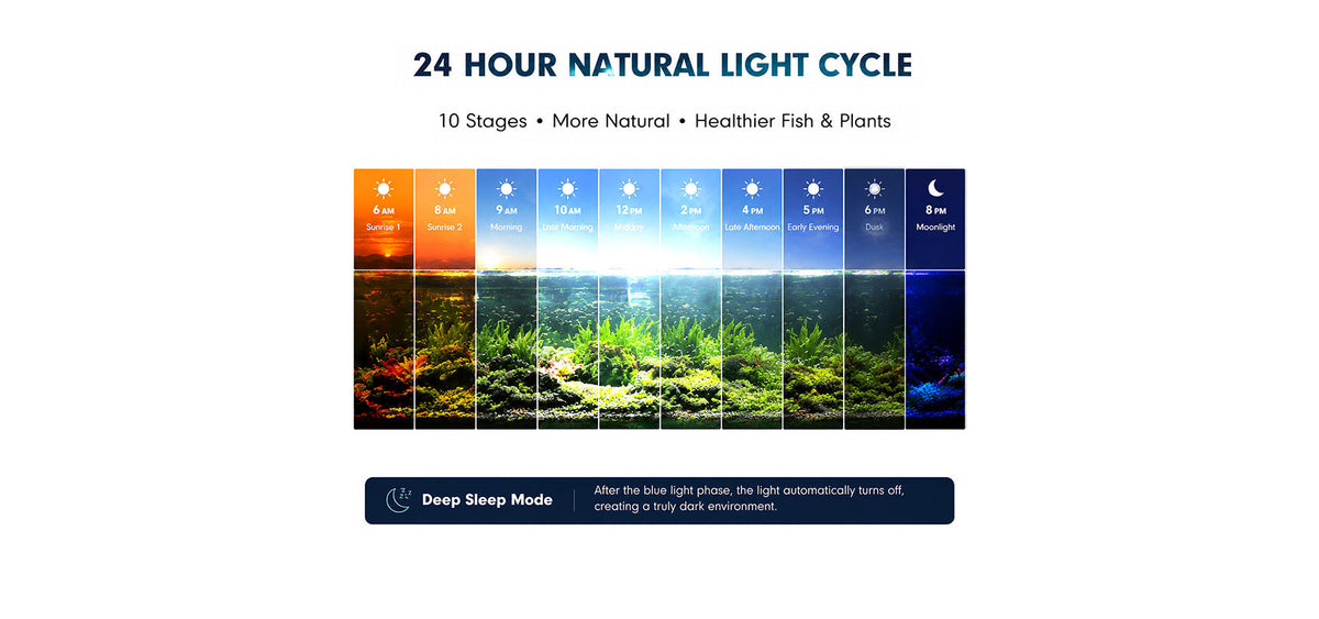 A Day in the Aquarium: Following the Rhythm of Natural Light