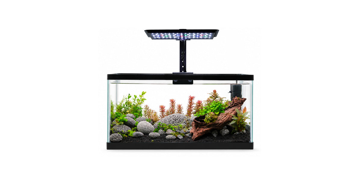 How the Right Aquarium Lighting Brings Your Planted Tank to Life