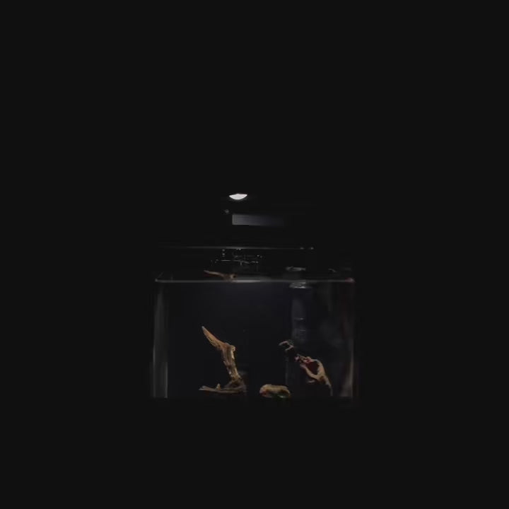 OOZY Complete Betta Aquarium Combo | NanoCubic COSMO Tank Kit + Pre-Treated Driftwood Landscape Pack