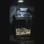 NanoCubic TERRA Betta Tank Kit | LED, Filter & Decor Starter Set | 1.2 Gallon Nano Aquarium Kit | OOZY