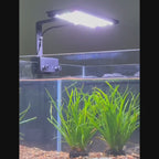 OOZY LED Fish Tank Light - 24/7 Auto Day Cycle Aquarium Lighting